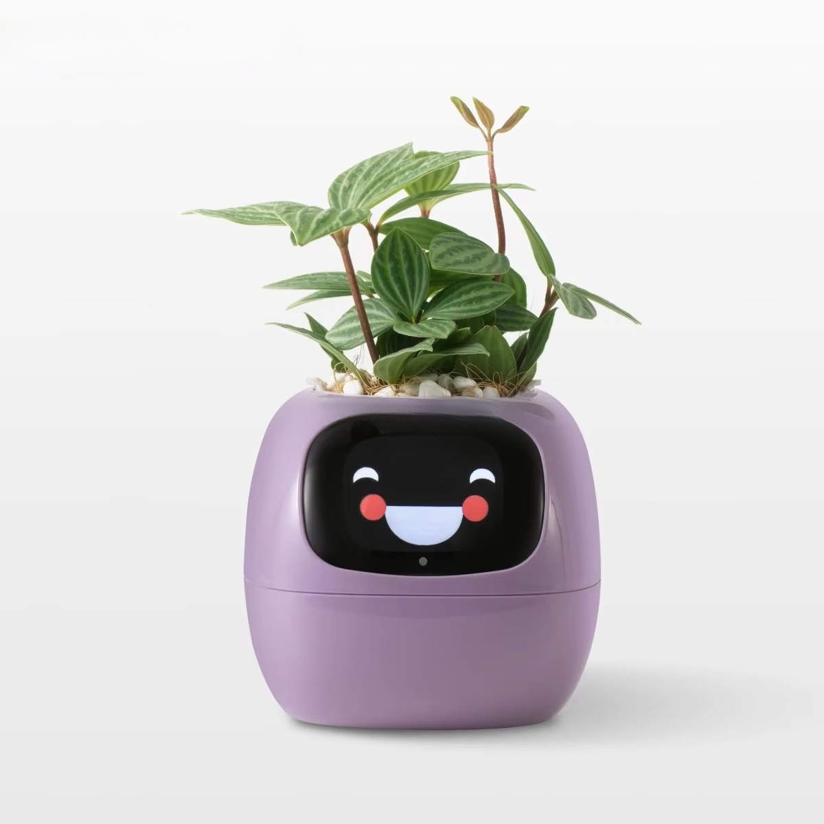 YY Wifi Ai Planter Watering Re - Home Decor Ai 评论和价格